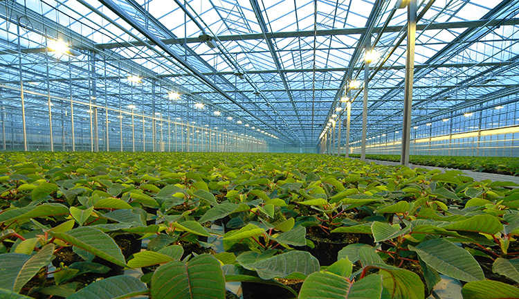 Jeotermal Enerji ile Sera Isıtma: Yatırım ve Geri Dönüş
